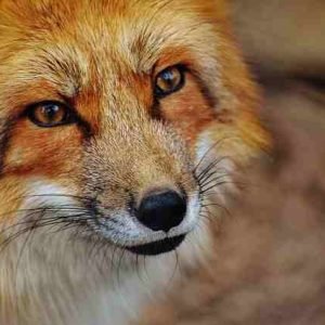 10 reasons why animals should not be kept in zoos